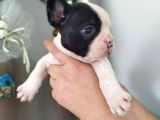 Maskeli Beyaz French Bulldog Yavruları