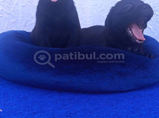 Toptan Rakamlara Labrador Yavrular Irk Garanti̇li̇ görsel