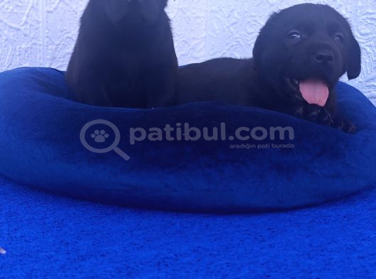 Toptan Rakamlara Labrador Yavrular Irk Garanti̇li̇ görsel