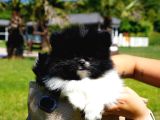 Pomerani̇an Çi̇fli̇ği̇nden Muhteşem Pomerani̇an Bebekleri̇