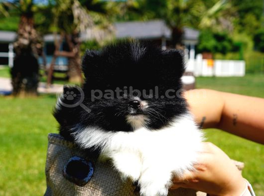 Pomerani̇an Çi̇fli̇ği̇nden Muhteşem Pomerani̇an Bebekleri̇ görsel