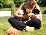 Türki̇yeni̇n En Özel Poodle Yavrulari Si̇zleri̇ Bekli̇yor