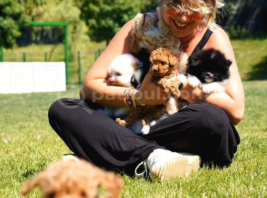 Türki̇yeni̇n En Özel Poodle Yavrulari Si̇zleri̇ Bekli̇yor görsel