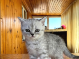 Sevimli Silver Bebekler Teslime Hazır