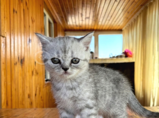 Sevimli Silver Bebekler Teslime Hazır görsel