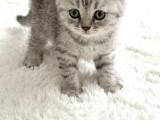 Sevimli Silver Bebekler Teslime Hazır