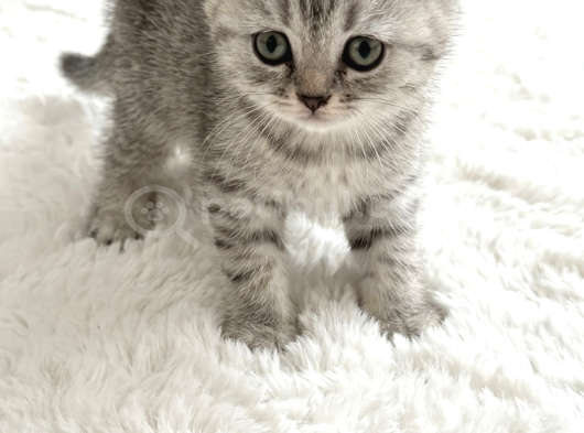 Sevimli Silver Bebekler Teslime Hazır görsel