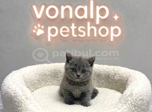 Vonalp Pet Garantisiyle Efsane Güzelli̇kte Bri̇ti̇sh Shorthai̇r görsel