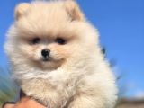 Gerçek Pomeranian Boo Kalitesi