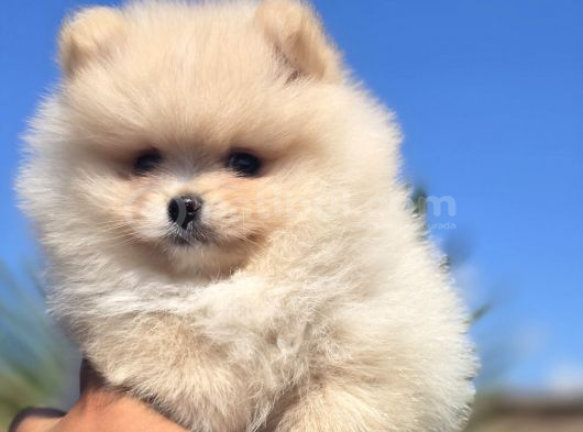 Gerçek Pomeranian Boo Kalitesi görsel