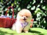 Pomeranian Boo Teddy Bear Yavrularımız En Mini Boy