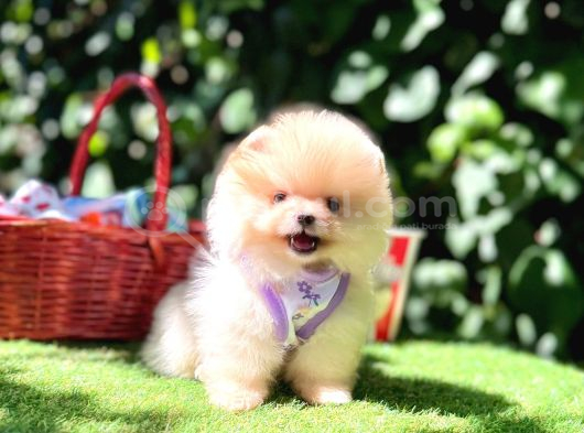 Pomeranian Boo Teddy Bear Yavrularımız En Mini Boy görsel