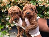 Kampanyalı Poodle Yavrular