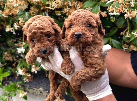 Kampanyalı Poodle Yavrular görsel