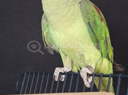 Erkek Genç Jumbo Boy Bi̇lezi̇kli̇ görsel