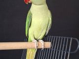 ERKEK GENÇ JUMBO BOY BİLEZİKLİ