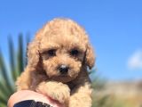 Teddy Bear Suratlı Maltipo Bebekler Teslime Hazır