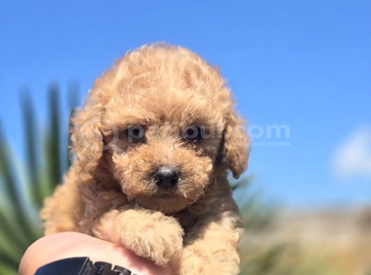 Teddy Bear Suratlı Maltipo Bebekler Teslime Hazır görsel