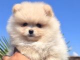 Gerçek Pomeranian Boo Kalitesi