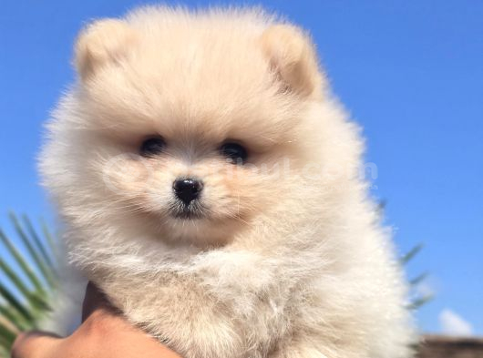 Gerçek Pomeranian Boo Kalitesi görsel