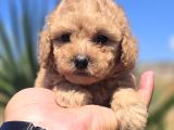 Teddy Bear Suratlı Maltipo Bebekler Teslime Hazır