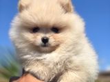 Gerçek Pomeranian Boo Kalitesi