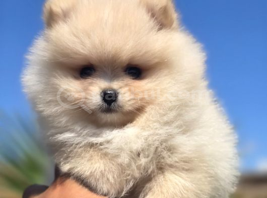 Gerçek Pomeranian Boo Kalitesi
