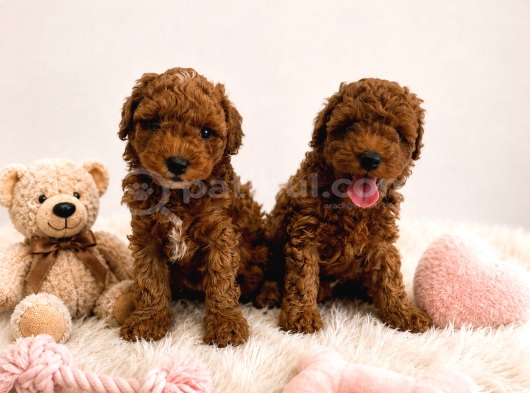 Irk Ve Sağlık Garantili Toy Poodle Yavrular