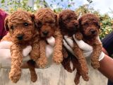 Kampanyalı Poodle Yavrular