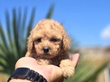 Teddy Bear Suratlı Maltipo Bebekler Teslime Hazır