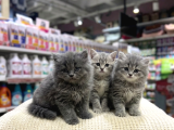 VONALP PET GARANTISIYLE EFSANE GÜZELLİKTE BRİTİSH SHORTHAİR