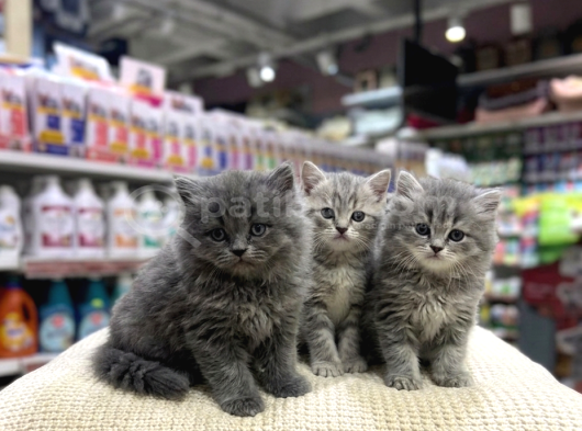 Vonalp Pet Garantisiyle Efsane Güzelli̇kte Bri̇ti̇sh Shorthai̇r