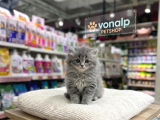 Vonalp Pet Garantisiyle Efsane Güzelli̇kte Bri̇ti̇sh Shorthai̇r