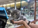 Vonalp Pet Garantisiyle Efsane Güzelli̇kte Bri̇ti̇sh Shorthai̇r