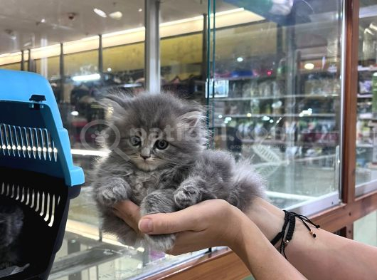 Vonalp Pet Garantisiyle Efsane Güzelli̇kte Bri̇ti̇sh Shorthai̇r görsel