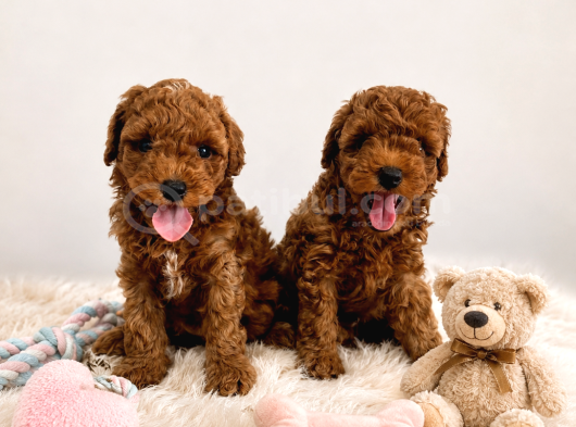 Irk Ve Sağlık Garantili Toy Poodle Yavrular görsel