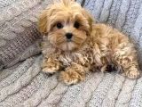 Kahve Tonlu Malti̇poo Ci̇nsi̇ Yavrular