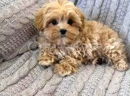 Kahve Tonlu Malti̇poo Ci̇nsi̇ Yavrular görsel