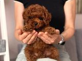 Toy Poodle Sevi̇mli̇ Yavrular Ev Üreti̇mi̇
