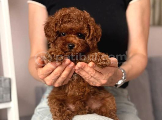 Toy Poodle Sevi̇mli̇ Yavrular Ev Üreti̇mi̇ görsel