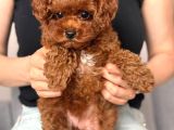 Toy Poodle Sevi̇mli̇ Yavrular Ev Üreti̇mi̇