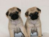 PUG MOPS YAVRULAR EV ÜRETİMİ