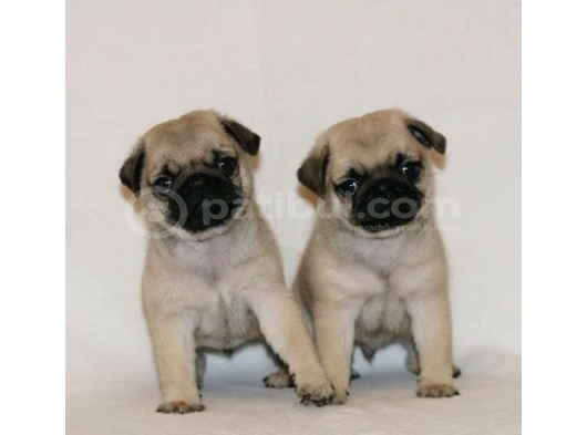 Pug Mops Yavrular Ev Üreti̇mi̇