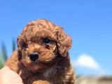 Safkan Red Brown Toy Poodle  Sağlık Kontrollü