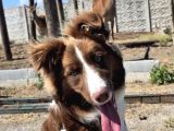 Border Collie Yavruları  Renk Seçenekleriyle