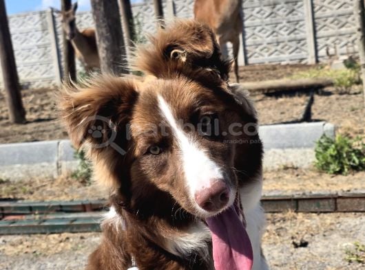Border Collie Yavruları  Renk Seçenekleriyle