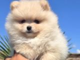Gerçek Pomeranian Boo Kalitesi