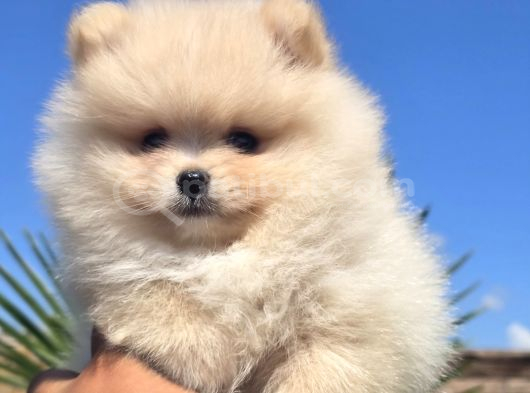 Gerçek Pomeranian Boo Kalitesi görsel