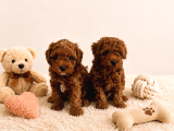 Irk Ve Sağlık Garantili Toy Poodle Yavrular
