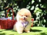 Pomeranian Boo Teddy Bear Yavrularımız En Mini Boy
